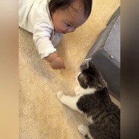 子猫といっしょに遊びたい赤ちゃん→手を伸ばしたら…幼いもの同士の『尊すぎるやり取り』が45万再生「可愛くて泣きそう」「なんて癒される」