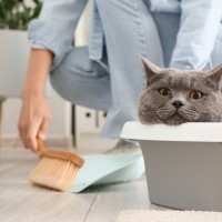 猫の『おしっこ』が臭い理由3つ　病気のサインから消臭のコツまで解説