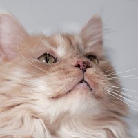 猫の鼻周りに『黒いシミ・ほくろ』ができる原因4つ　病気が隠れていることも？対処法まで解説