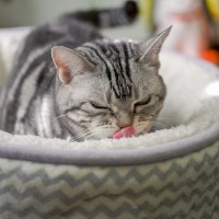 猫の『ウールサッキング』ってどんな行動？考えられる原因から改善策まで