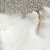 『そばにやって来た猫』の頭を優しく撫でてみると…泣けるほど尊い『表情』に2万8000いいね「幸せな気持ちになった」と反響