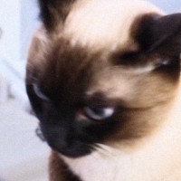 ハンモックの上でくつろいでいた猫→おててを見たら…思わず触りたくなる『たまらない光景』に１万いいね「ぷるんぷるんしたい」「かわええ」