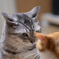 猫同士が『急に不仲になった』ときに考えられる理由4つ　関係修復のコツや正しい対処法