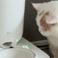 自動給餌器を見つめる猫→『ボタンを長押しして』と伝えてみると…まさかの光景が36万再生「うそ、賢すぎる！」「本当に頭がいい」と驚きの声