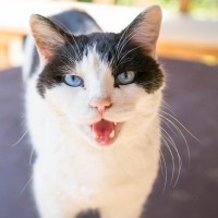 『よく鳴く猫』と『鳴かない猫』がいる理由5つ　性格の違いや上手な接し方まで解説