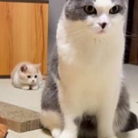 先住猫のしっぽを見つめる子猫→アタックをしかけてみると…微笑ましいやり取りの様子に「ずっと見ていられる」「優しいお兄さんだね」と反響