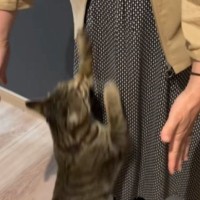 『大好きなおばあちゃん』が久しぶりに家に来たら、猫が……心温まる『再会の瞬間』が80万再生「覚えてるのすごい」「愛にあふれてる」