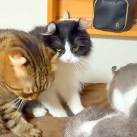 体調を崩し、寝込んだママ→５匹のネコが次々に…思わず感動するほどの『愛情表現』が13万再生「心配なんだね」「皆ほんとに優しいなぁ」