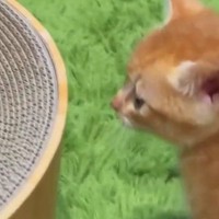子猫がはじめての『爪とぎ』に挑戦した結果→困り顔で……思わずニヤける"可愛い反応"が９万再生「動作にキュン」「もうたまらない」