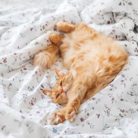 猫が『飼い主の布団を占領する』5つの理由　注意すべきポイントと上手な対処法