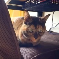 人見知りな２匹のネコ→家に点検の『業者さんが来る』と…愛おしすぎるリアクションに「個性がいいね」「帰った後かわいいｗ」と話題