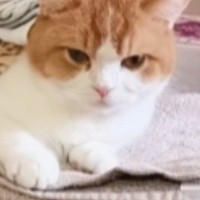 洗濯物の上で『くつろぐ猫』に、さらに洗濯物を重ねてみたら…まさかの光景が24万再生「可愛すぎるｗ」「お手伝いしているみたいｗ」と反響