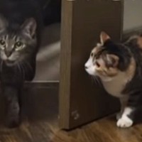 お兄ちゃん猫を驚かせようと『物陰で待ち構えていた猫』→次の瞬間…予想外すぎる展開が19万再生「抱きしめたくなるｗ」「検証してて笑った」