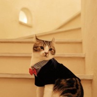 『ユニークな特徴』を持っている猫種3選　見た目や体格に表れる個性や魅力をご紹介
