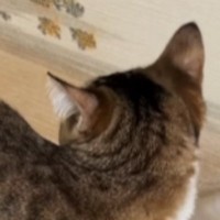 実家にやって来たネコ→視線を感じて振り向くと、『扉の隙間』から…衝撃の光景が78万再生「シャイニングｗ」「めっちゃ見てるｗ」と爆笑の声