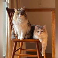 『前世はプロモデル？』いっしょに椅子に座る2匹の猫…あまりにも素敵なポーズに１万いいね「うわーカッコいい」「隠しきれない誇りを感じる」