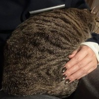 1時間ほど膝の上にいる猫→ぐっすり寝ててどかないなぁと思っていたら…予想外すぎる『表情』が話題「尚更かわいいｗ」「くつろいでるねｗ」