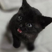 とっても小さな子猫をお迎えして『２か月』が経過したら…飼い主驚きの"成長っぷり"に「わかるｗ」「本当にビックリするよね」と反響