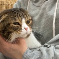 ママから離れない甘えん坊の猫→『パーカーのポケット』に入れてみたら…赤ちゃん感たっぷりな尊すぎる光景が13万再生「たまらん」「最高」
