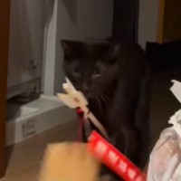 破魔矢を買ってきたら、猫が…予想外の行動に笑ってしまう人が続出「邪気払いしてくれたんだねｗ」「かんわいいい」と26万再生