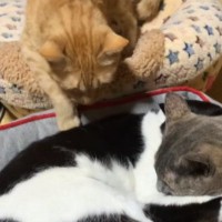 猫ベッドでくっついて眠る2匹の猫→『満員状態なのにもう1匹』が来た結果…まさかの光景が394万再生「隣空いてるのにｗ」「ぎゅうぎゅうｗ」