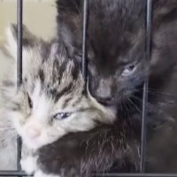 ケージの中からごはんの催促をする子猫→顔を押しつけすぎた結果…『衝撃の表情』が87万再生「変顔で気を引こうとｗ」「怖いｗ」