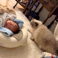 寝ている赤ちゃん→実家のネコが、横を通ろうとした結果…まるでスローモーション？『優しい行動』に「なんて賢いの」「ソロリソロリ」と反響