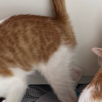 『やめてほしいｗ』引き出しを開けると、『３匹の猫』が一斉に……思わず笑ってしまう『かわいい光景』に反響「楽しそうｗｗ」「入りたがるよね」