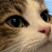 とっても『優しい目』をしていたネコ→『視線の先』には……ほっこりする『素敵な瞬間』に1万5000いいね「かわいい」「上品な猫さま」と話題