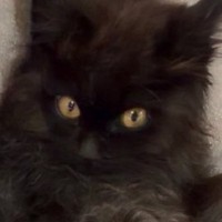 獣医さんに『懐くのに時間がかかるかも』と言われた元野良猫…翌日の『まさかの光景』に２万いいねの反響「かわいいｗ」「お幸せに」