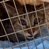 『ダメだったか…』保護子猫のトライアル最終日、『返却』を覚悟した瞬間…里親希望者の『予想外の一言』に驚き！SNSで57万表示の反響