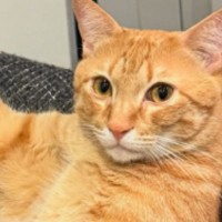 椅子の上でくつろいでいた『茶トラ猫』→あまりにもイケメンすぎる『ポーズ』に「惚れてまうやろ」「モデルさんみたい」「たまらん」と反響