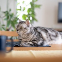 猫が絶対に口にしてはいけない『危ない飲み物』5選　命に関わるリスクや誤飲時の対処法も解説