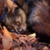 犬の散歩中、目の前を横切った『足を引きずる黒猫』→翌日探しに行くと…「涙がぼろぼろと出た」「素晴らしい」胸を打つ展開が32万再生