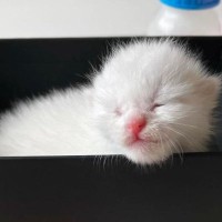 正体がわからないほど小さかった『目も開いていない赤ちゃん猫』を保護→４年後…見違えるビフォーアフターに感動の声「神々しい」「ええ話」