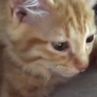 保護されたばかりの子猫→夜になると、しがみつくように眠って…「胸がいっぱいになった」「寂しかったよね」涙あふれる光景が55万再生