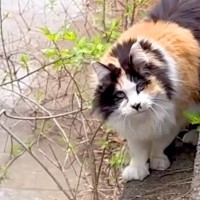 畑で発見した長毛のネコ→２年間かけて保護し、愛をこめてお世話した結果…『素敵なストーリー』に「絶対に幸せだと思う」「感動」と称賛集まる