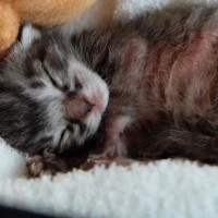 家の近くに捨てられていた『生まれたばかりの赤ちゃん猫』→会社で育てられて…現在の様子に感動「ずいぶんと大きくなったね」「ほっこりした」