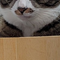 ベッドでダラダラお菓子を食べていたら…猫から向けられた『軽蔑の視線』に２万いいね「かわいいのずるいｗｗ」「本当だｗ」と爆笑の声続出