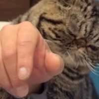 どうしても『甘えたい猫』→飼い主さんの腕に……愛おしすぎる『全力アピール』が21万再生「絡まれたいｗ」「可愛すぎて発作起きそう」