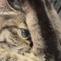 ただいまーと帰宅した瞬間、『猫を抱っこ』すると…「恥ずかしいのかなｗ」まさかの『ポーズ』が27万再生「高飛び込みｗ」「面白いｗ」