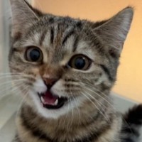 お風呂中、『扉をカリカリとする子猫』→開けてみると、入ってきて…尊すぎる瞬間が128万再生「表情が心配してる」「泣けるほど可愛いｗ」