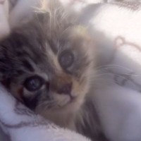 庭で『倒れこみながら鳴いていた子猫』と出会った結果…家族になるまでの軌跡と『見違える変化』に涙「見つけてもらえて良かった」「泣ける」