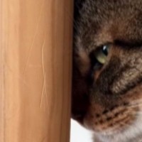 掃除機をかけている最中、キャットタワーを見ると…猫の可愛すぎる『隠れ方』が12万再生「精一杯隠れてるｗ」「バレてない、バレてないｗ」