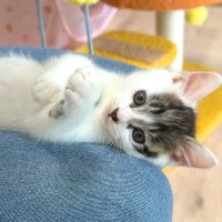 元気いっぱい遊ぶ保護子猫→お膝の上で仰向けになると…『可愛すぎる瞬間』に癒される人続出「ほっこりした」「電池切れで笑った」