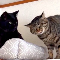 『大好きな黒猫』を呼びに来た猫→モジモジしていると思いきや…健気すぎる『まさかのアピール』が39万再生「なんていじらしい」「愛おしい」