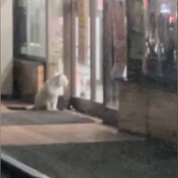 2日間、コンビニの前で『ごはんを下さい』と必死に訴えていた猫……切ない光景と迎えた結末に反響「涙が出る」「頑張ったね」と29万再生