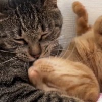 『3450万再生』甘えん坊の妹猫→兄猫の前で寝転がると…まるで恋人同士のような『ラブラブすぎる光景』に悶絶「愛だね」「涙が出てくる」