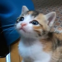 悲しげな表情をうかべる子猫に手を差し伸べてみたら…『胸がぎゅっとなる光景』が375万再生「なんて尊いんや」「可愛さが限界突破してる」