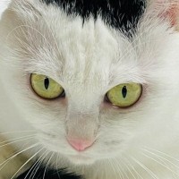 キリっとした表情をしている猫→しっぽを見ると……可愛すぎる瞬間に３万いいねの反響「ぬいぐるみかと思ったｗ」「顔がいいね」